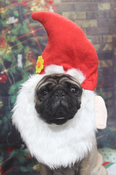 千葉県鎌ケ谷市のパグのトリミング画像