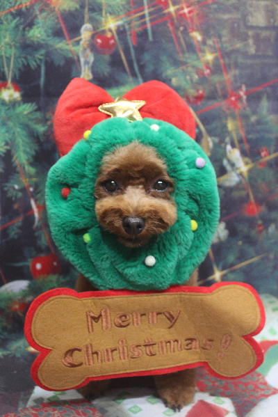 千葉県鎌ケ谷市トイプードルのトリミング画像