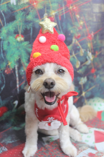 千葉県鎌ケ谷市のミックス犬のトリミング画像