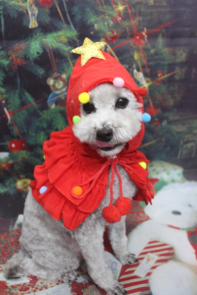 千葉県船橋市のトイプードルのトリミング画像