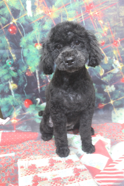 トイプードルブリーダーの成犬、トリミング画像