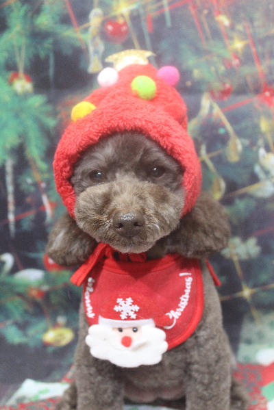 千葉県市川市のトイプードルのトリミング画像