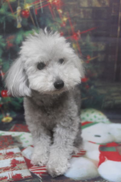 千葉県船橋市のトイプードルのトリミング前画像