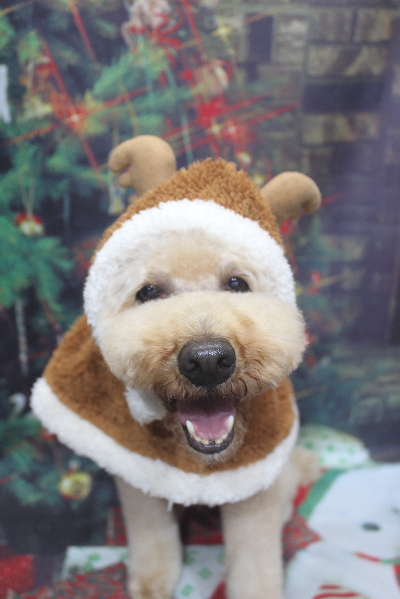 千葉県船橋市のトイプードルのトリミング画像