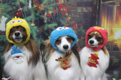 千葉県鎌ヶ谷市のパピヨンのトリミング画像