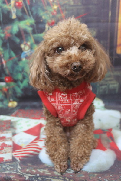 千葉県鎌ケ谷市のトイプードルのトリミング前画像