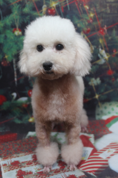 トイプードルブリーダーの成犬、トリミング画像