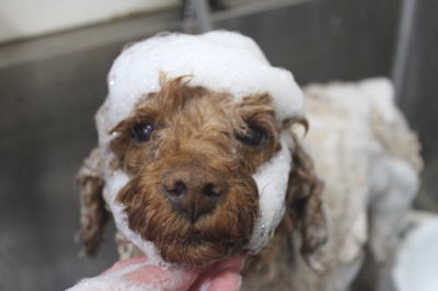 千葉県鎌ケ谷市のトイプードルのシャンプー画像