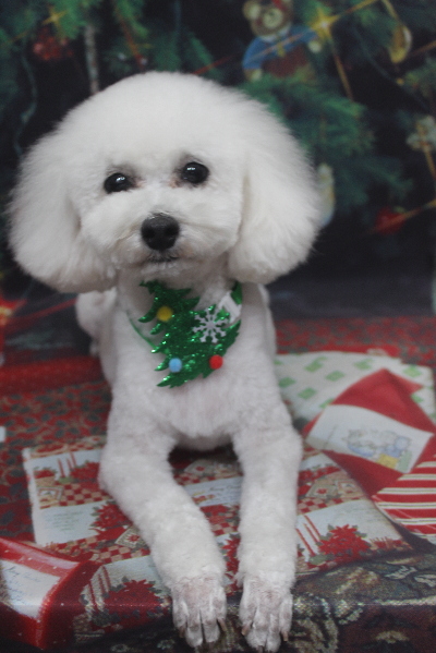 千葉県市川市のトイプードルのトリミング画像