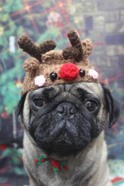 千葉県鎌ケ谷市のパグのトリミング画像