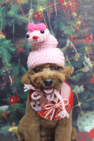 千葉県鎌ケ谷市トイプードルのトリミング画像