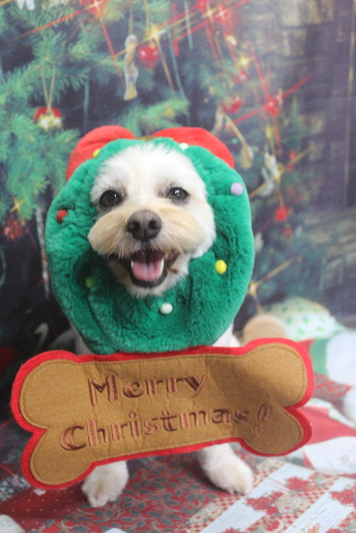 千葉県鎌ケ谷市のミックス犬のトリミング画像