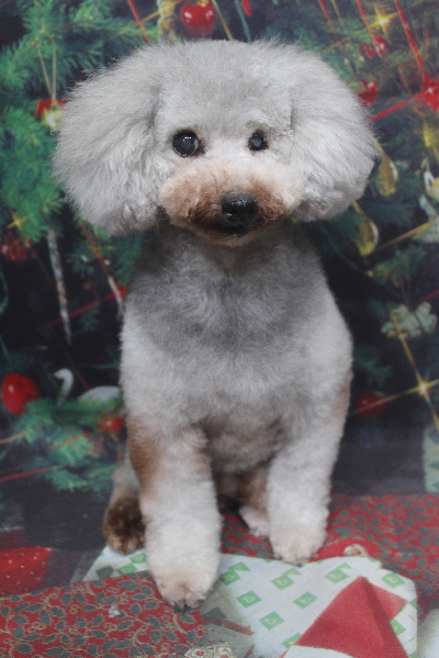 トイプードルブリーダーの成犬、トリミング画像