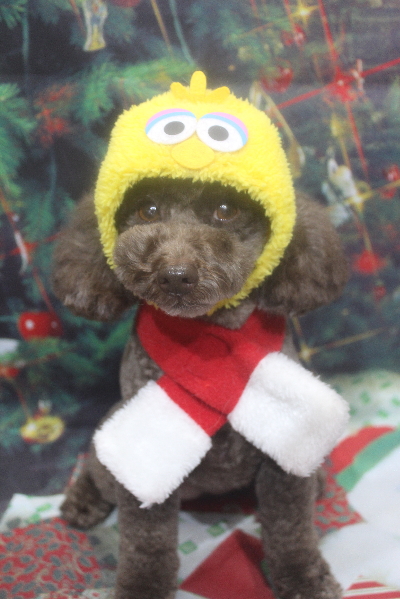 千葉県市川市のトイプードルのトリミング画像