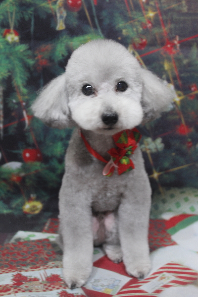 千葉県船橋市のトイプードルのトリミング画像