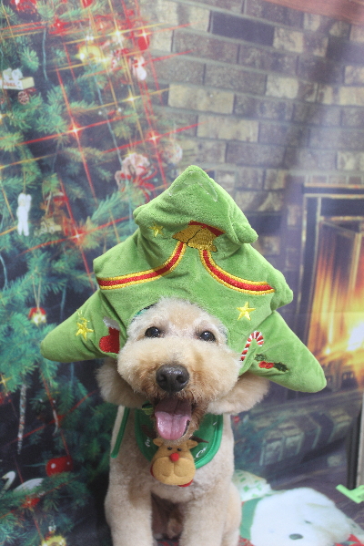 千葉県船橋市のトイプードルのトリミング画像