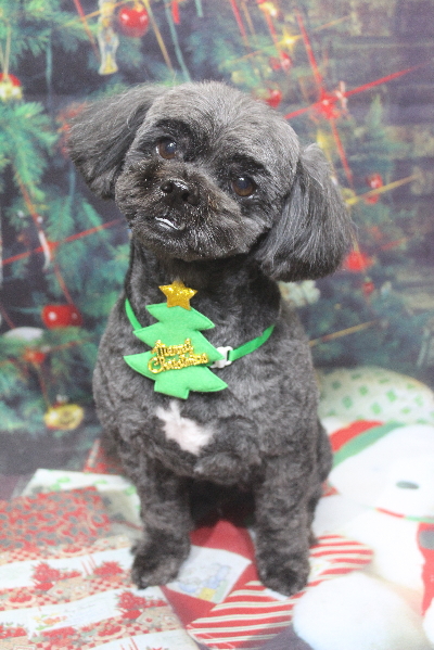 千葉県船橋市ミックス犬のトリミング画像