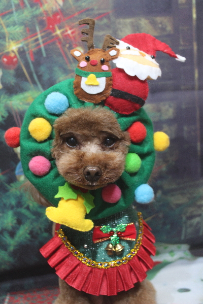 千葉県鎌ケ谷市のトイプードルのトリミング画像