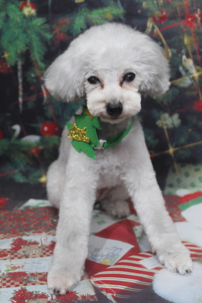 千葉県印西市のトイプードルのトリミング画像