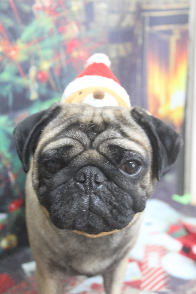 千葉県鎌ケ谷市のパグのトリミング画像