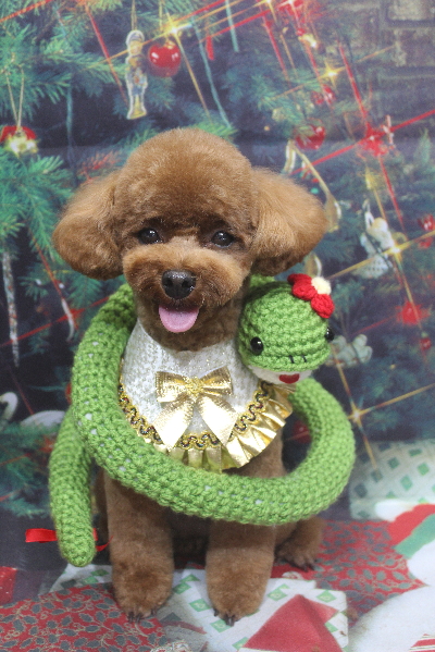 千葉県鎌ケ谷市トイプードルのトリミング画像