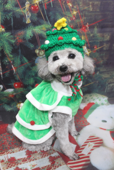 千葉県船橋市のトイプードルのトリミング画像