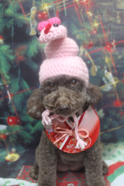 千葉県市川市のトイプードルのトリミング画像