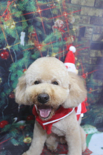 千葉県船橋市のトイプードルのトリミング画像