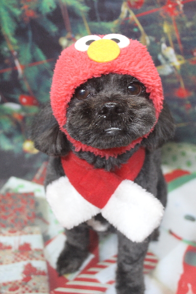 千葉県船橋市ミックス犬のトリミング画像