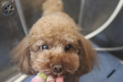 千葉県鎌ケ谷市のトイプードルの歯磨き画像
