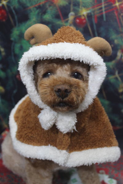 千葉県鎌ケ谷市のトイプードルのトリミング画像