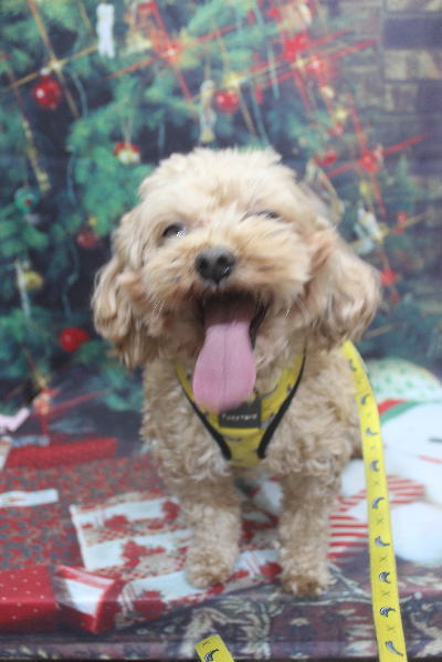 千葉県船橋市のミックス犬のトリミング前画像