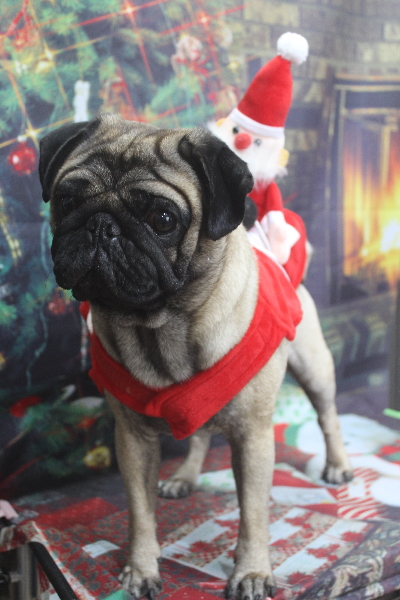 千葉県鎌ケ谷市のパグのトリミング画像