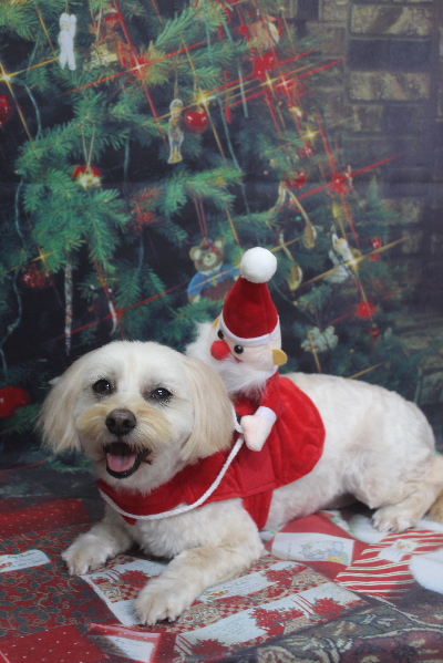 千葉県鎌ケ谷市のミックス犬のトリミング画像