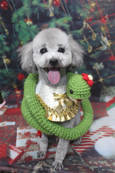 千葉県船橋市のトイプードルのトリミング画像