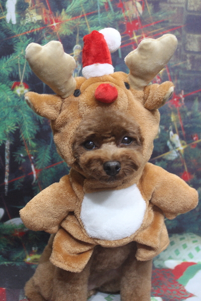 千葉県鎌ケ谷市トイプードルのトリミング画像