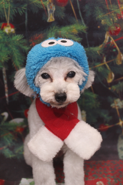 千葉県印西市のトイプードルのトリミング画像