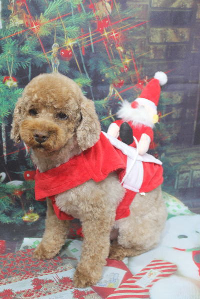 千葉県鎌ケ谷市のトイプードルのトリミング画像