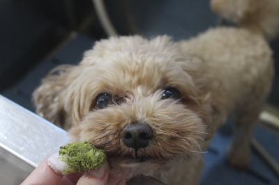 千葉県船橋市のミックス犬の歯磨き画像