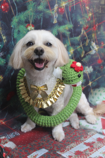 千葉県鎌ケ谷市のミックス犬のトリミング画像