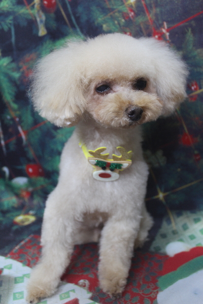 千葉県船橋市のトイプードルのトリミング画像