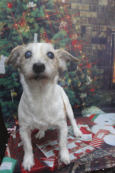 千葉県船橋市のジャックラッセルのトリミング前画像