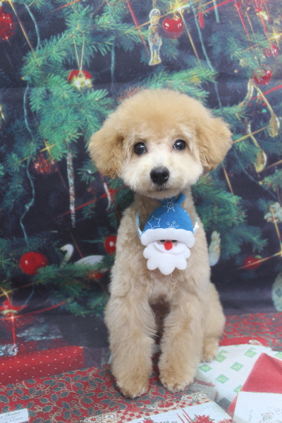 東京都世田谷区のトイプードルのトリミング画像