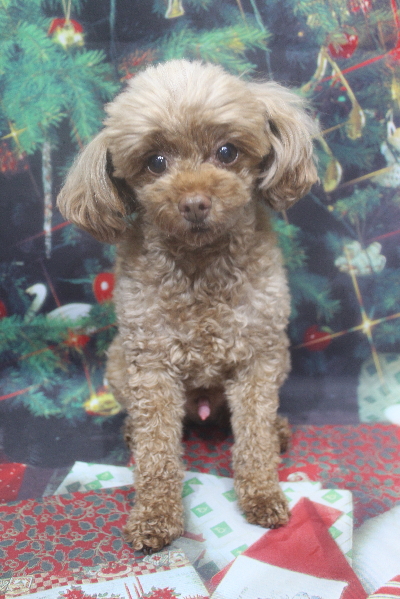 千葉県船橋市のトイプードルのトリミング前画像