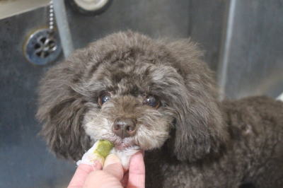千葉県柏市のトイプードルの歯磨き画像