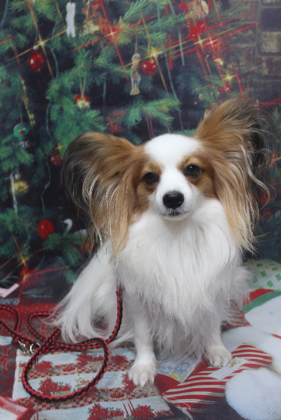 千葉県鎌ヶ谷市のパピヨンのトリミング前画像