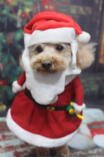 千葉県船橋市のトイプードルのトリミング画像