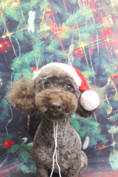 トイプードルブリーダーの成犬、トリミング画像