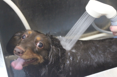 千葉県松戸市のミニチュアダックスのオゾンシャワー画像