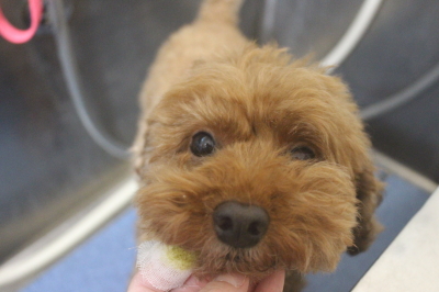 千葉県船橋市のトイプードルの歯磨き画像